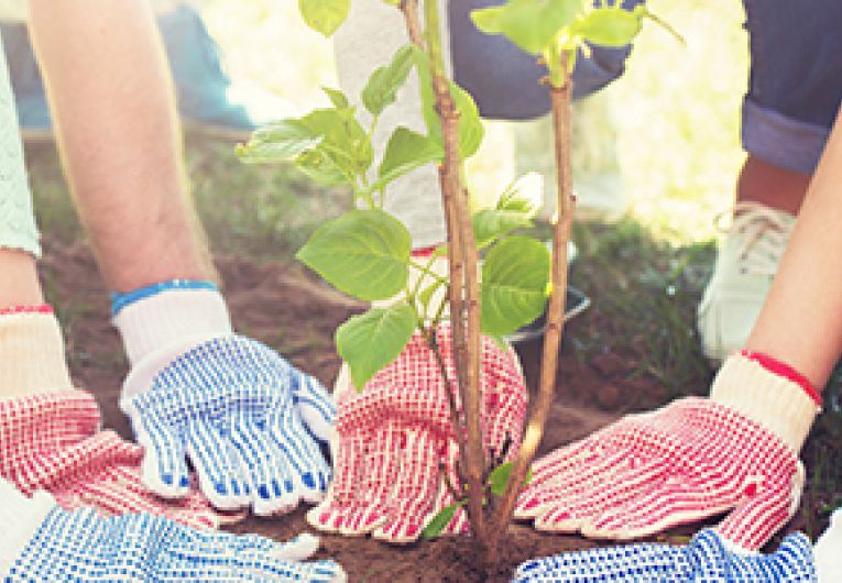 Close up hands helping plant a tree.